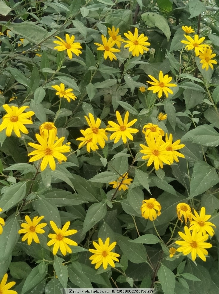 菊芋图片 花草树木 自然风景 图行天下素材网