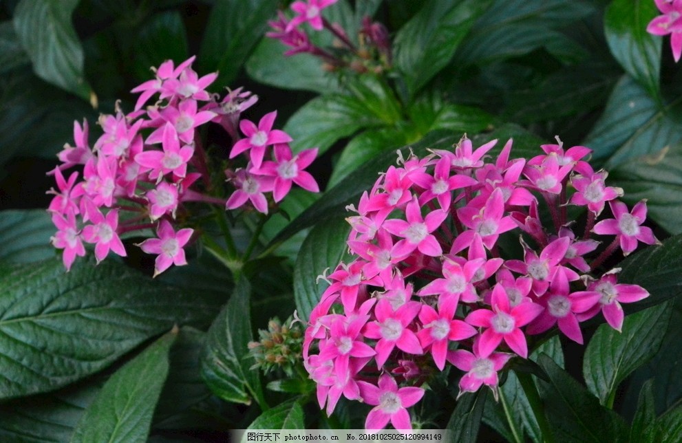 五星花图片 花草 生物世界 图行天下素材网