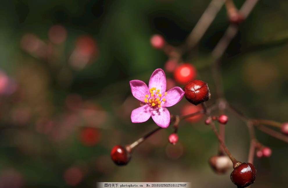 土人参图片 花草 生物世界 图行天下素材网