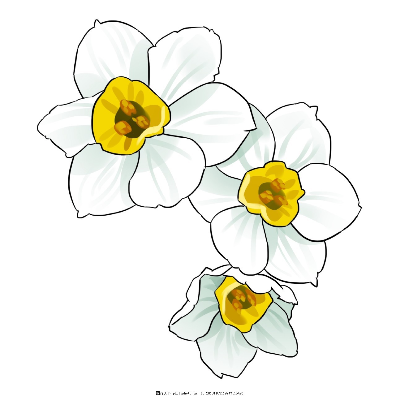 手绘清新水仙花花朵插画图片 装饰图案 设计元素 图行天下素材网