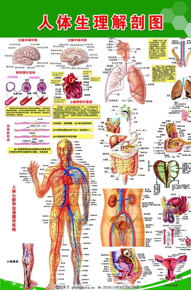 人体生理解剖图图片 展板模板 广告设计 图行天下素材网