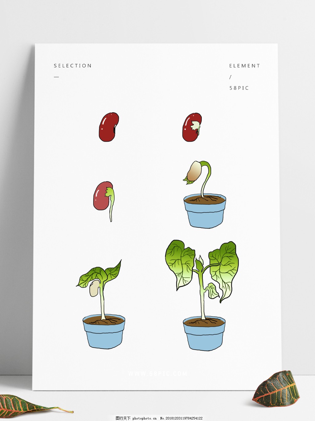 Lifecycle of a bean plant | labquiz