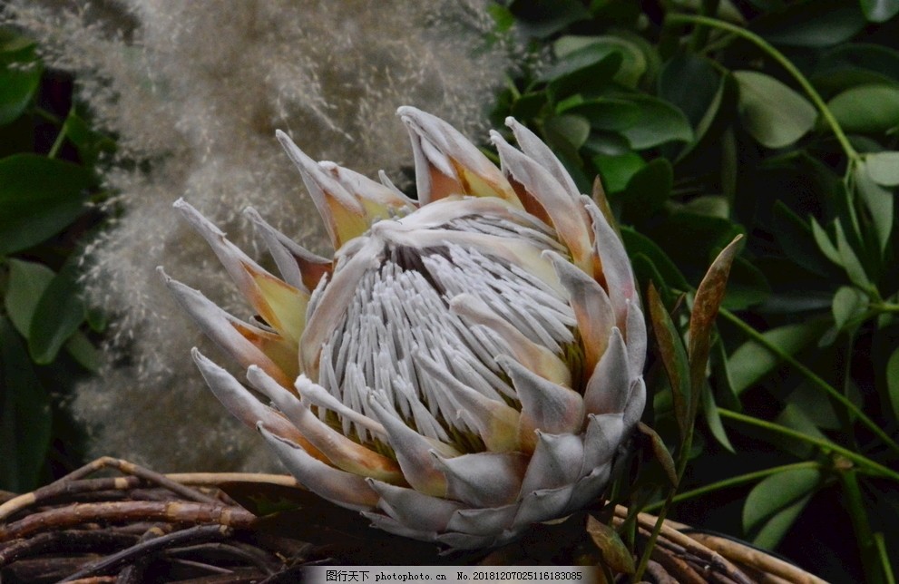 霸王花,剑花,霸王鞭,风雨花,观赏花卉,花朵,花儿,花草,花卉,植物,绿化景观,花卉大观园,摄影,生物世界,300DPI,JPG