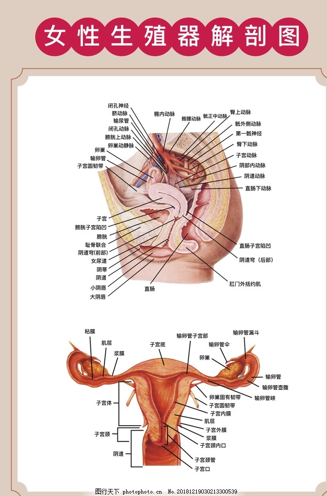 女性生殖器解剖图图片 展板模板 广告设计 图行天下素材网